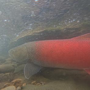 幻の魚イトウの聖域に風力発電　原発相当計画に「最大級」の懸念