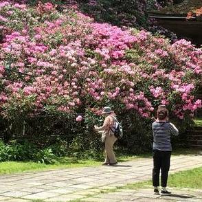 和歌山・高野山の金剛三昧院でシャクナゲ見頃　ピンク色の花々