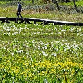 秘境の湿原、春の花共演　ミズバショウとリュウキンカ見頃、岐阜・池ケ原湿原