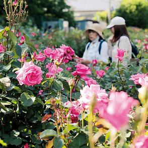 色とりどり200種3千株…与野公園のバラ、咲き始める　11日から「ばらまつり」　今年は見頃と重なりそう