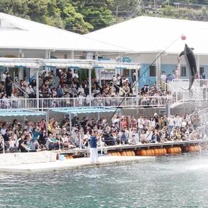 津久見市でイルカ島フェスティバル始まる　大ジャンプにびっくり
