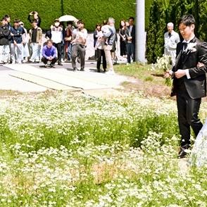 満開カモミール、２人を祝福　真っ白な花のじゅうたんで指輪交換　島根・大田