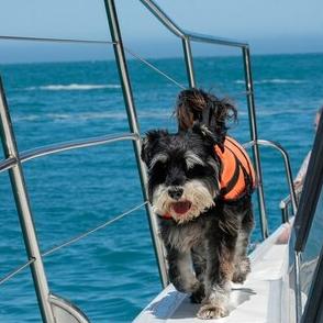希少なイルカを探知する「イルカ犬」がウォッチング船で活躍中、ニュージーランド