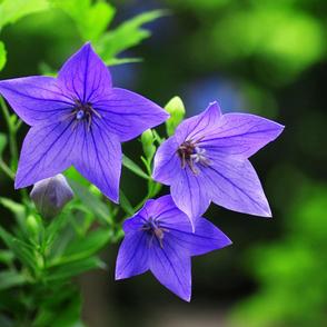 もはや超希少な存在！　公園などで見られる東京の絶滅危惧植物5選【関東エリア】