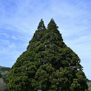 GW「トトロの木」人気　樹齢1000年超の夫婦杉　山形・鮭川