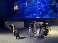能登ペンギン、地元へ勇気　東京避難中も写真&動画で「のとじま水族館」再建へ“エール”