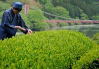 きょう5月5日は「立夏」　奈良市の月ケ瀬で茶摘み順調