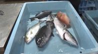 テンス・シオ・ワラサ…聞きなれない「謎の魚」が毎月届く　累計販売2万5000食　ママ大助かりの定期便が人気