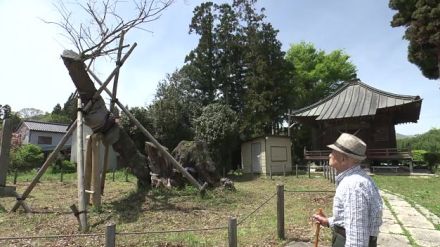 花咲かず…復活遂げた国の天然記念物「馬場桜」が再びピンチ　根元がグズグズ…病気に!?　福島・大玉村が調査開始