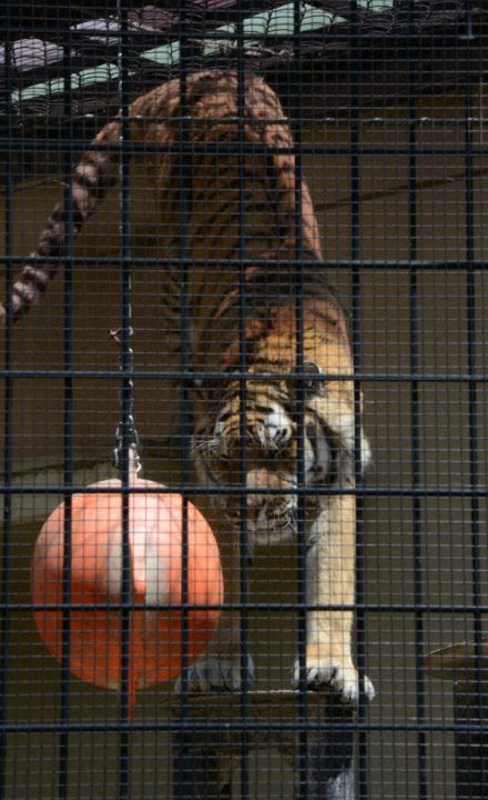 京都市動物園、121年続いたトラ飼育に幕　「オク」富山へ引っ越し