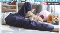 ウサギの小さな反撃、大きな痛み…！飼い主に無視された意外な行動に「ひっさつまえばだ…痛そう…」と話題沸騰