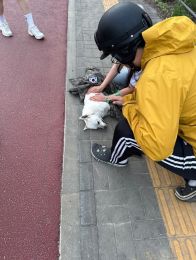 車にひかれて死の淵にいる子犬に軍服をかぶせた韓国兵