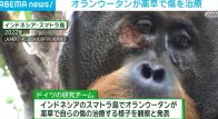 オランウータン、自ら薬草を使用 傷を治療する姿が観察される