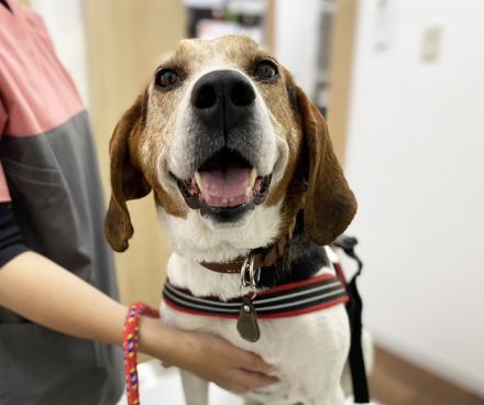 「もう要らない」狩猟期間の終了後に棄てられるパートナーの猟犬　幸せ目指すあなたを応援するよ