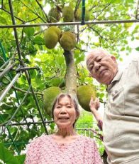 謎の木を植えて10年で結実　トゲトゲの実は世界最大の果物だった　「いつか食べたい」と切り抜いた新聞記事が決め手に