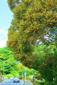 高さ10㍍弱の巨樹・ソウシジュ　黄色い花、無数に開花　鹿児島県・宇検村田検