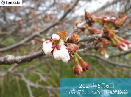 北海道　根室で日本一遅咲きの桜開花