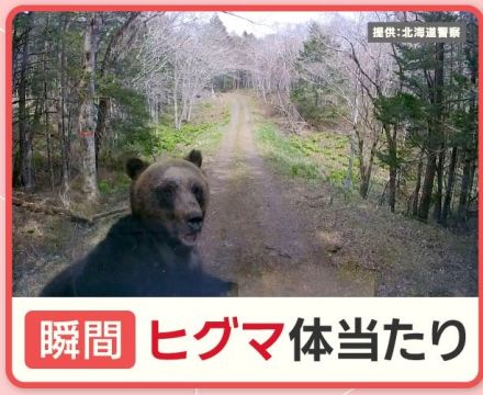 北海道のクマ被害 半数は山菜・キノコ採り　えさのブナの実“凶作年” 石川で警戒令も