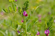 愛らしいたくさんの花に癒される！　「カラスノエンドウ」と「スズメノエンドウ」の見分け方とは