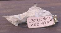 ファン待望?! ビーバーが「かじった木」をキーホルダーに　しろとり動物園で販売　香川・東かがわ市
