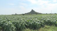 沖縄有数の葉タバコ産地の伊江島で収穫作業始まる