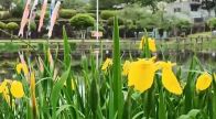 府中公園の「キショウブ」が見ごろ　今月末まで花咲かせる　広島・府中市