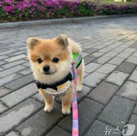 ソウルのパトロール犬「クルミ」公開されて大騒ぎ…「一人で見るのはもったいないぐらい可愛い」