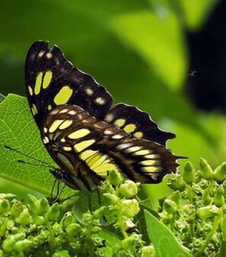 今まで誰も気づかなかった…世界的に有名な蝶の「はね」に隠された驚きの「新事実」
