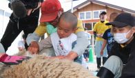 一足早く衣替え？　「もふもふ感触」 ヒツジの毛刈り　須坂市動物園で体験イベント