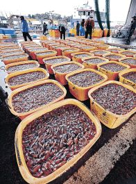 ホタルイカ漁最多確実　１～４月は３６０３トン、海流影響か