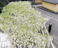 シロフジ純白、まるで雲のよう　中能登町二宮・守田さん方