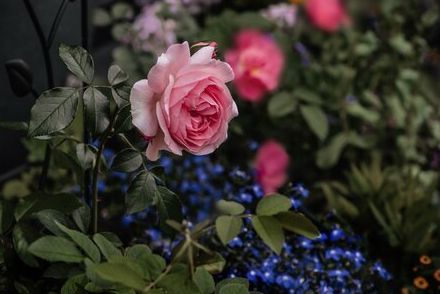 【ローズガーデンの極意】バラの美しさを引き立てる＜名脇役な草花＞一年草・多年草おすすめ8選