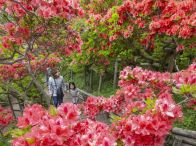 鮮やかツツジ、境内赤く染め／七戸・天王神社