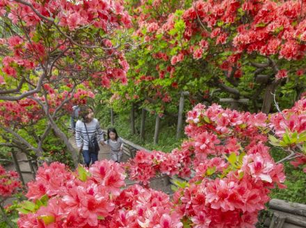 鮮やかツツジ、境内赤く染め／七戸・天王神社