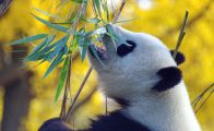 中国の動物園に現れた「パンダ犬」…「愛らしい」ｖｓ「動物虐待」