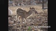 奈良公園で今年最初の「シカの赤ちゃん」誕生　よちよち歩きの愛くるしい姿