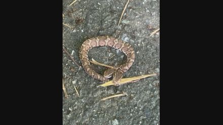 2つの頭をもつ蛇　福岡県内で見つかる　専門機関「珍しい」