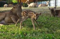 奈良公園で今年最初の子鹿誕生 - 奈良市