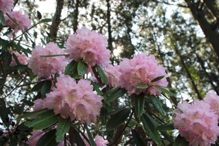 富士花鳥園でシャクナゲ見頃　アジサイやベゴニアも開花