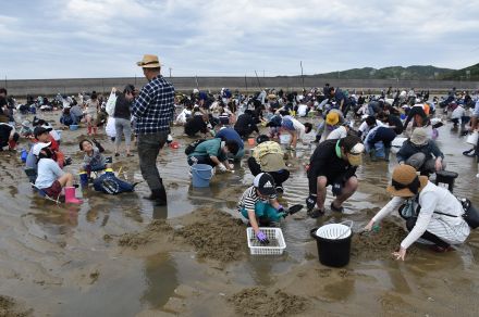 埴生潮干狩り大会に3000人　家族連れら夢中でアサリ探し【山陽小野田】