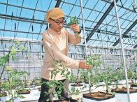 富山県立山町の人気農家承継　魚津の西田さん、トマトとイチゴの品質追求
