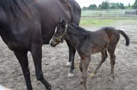 走れ走れ子馬たち　全国最南端のサラブレッド産地で次々誕生