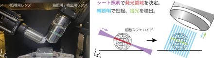 細胞の内部を鮮明に観察できる蛍光顕微鏡技術を開発 阪大など