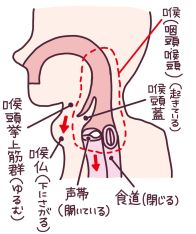 【40代・50代から知っておきたい「嚥下機能」】「飲み込む」って、実はすごいメカニズム！