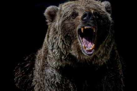 「自然は残酷だ...」動物園でクマがカモの親子を捕食...止めようと叫ぶ子どもたち（海外）