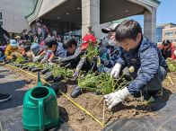 江戸時代から伝わるシロバナタンポポ保全活動　地元の子ども36人集まる