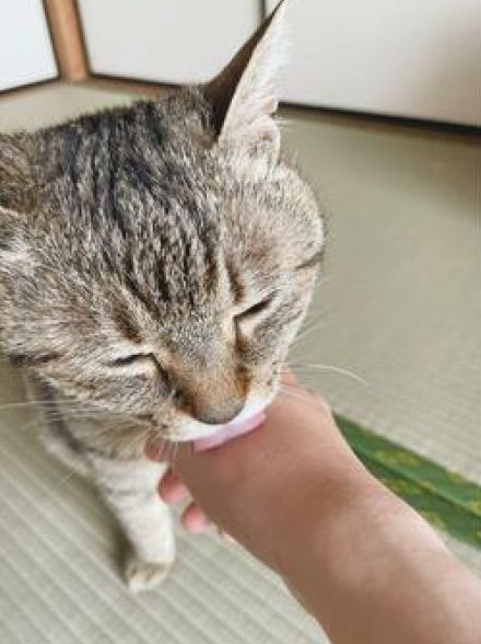 ママの外出を引き止めたい猫　あの手この手で阻止した結果…『最終形態』に笑ってしまう「歩けない」