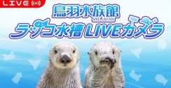 24時間〝無限ラッコ〟　鳥羽水族館が始めたライブ配信の狙いは？ 　水槽前が混雑しすぎて…