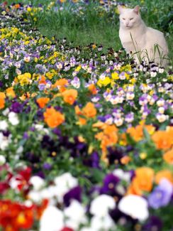 公園野良にゃんこも うっとりお花を鑑賞中 佐々木まことの犬猫脱力写真館