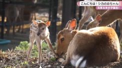 奈良公園で今年初のバンビ生まれる